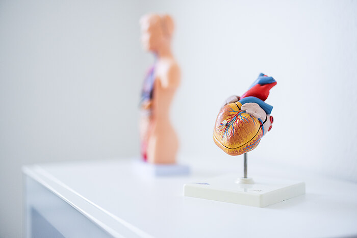 Das Bild zeigt ein anatomisches Modell eines menschlichen Herzens, das auf einem Ständer platziert ist. Im Hintergrund ist eine menschliche Figur zu sehen, die die inneren Organe darstellt. Beide Modelle stehen auf einem weißen Tisch vor einer neutralen Wand.